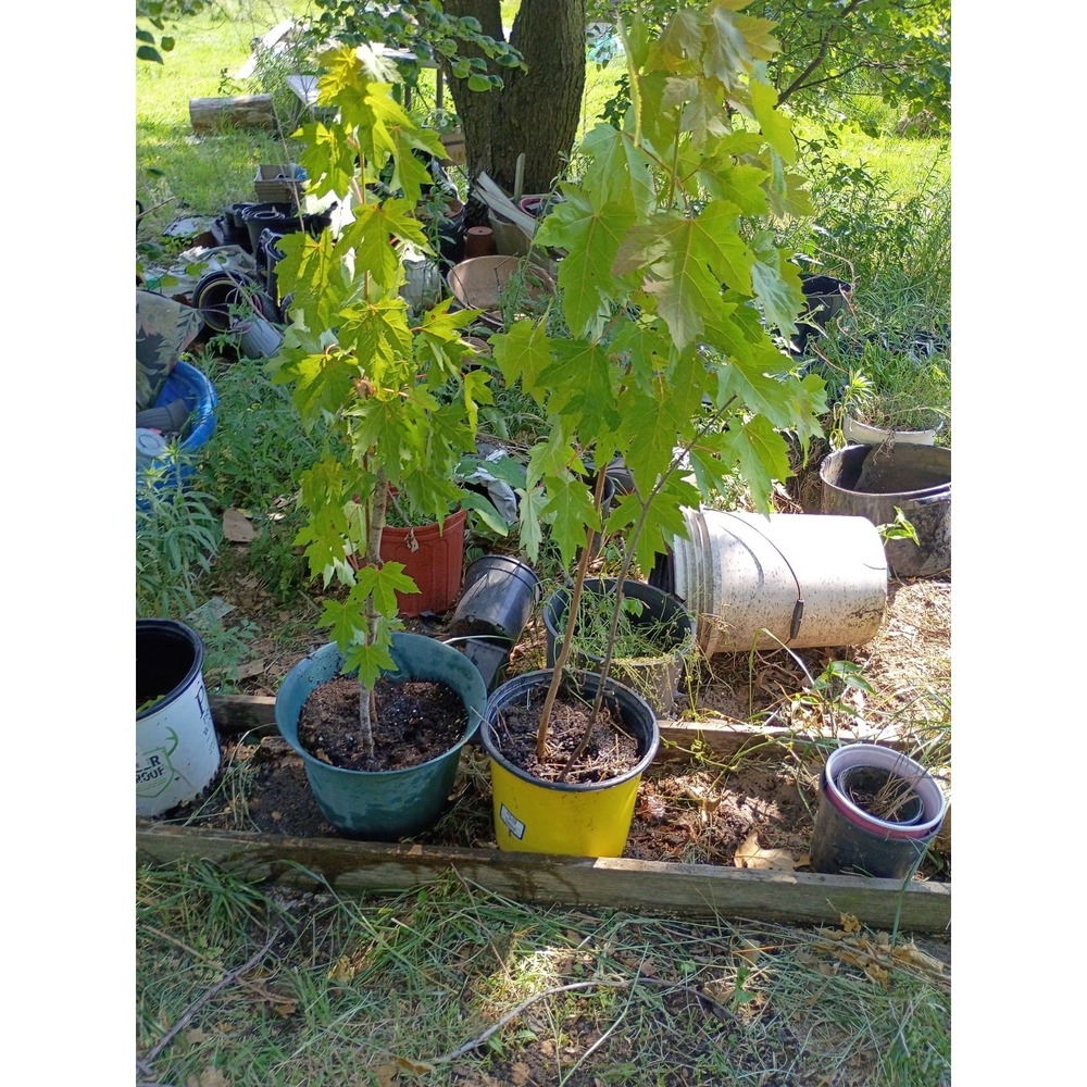 Silver Maple Tree Rooted Acer saccharinum Zone 3-9 BARE-ROOT 12-48"